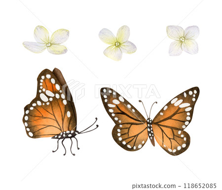 Orange and black monarch butterflies with Hydrangea flowers watercolor illustration set isolated on white background. Summer and fall flying insects and plants in autumn colors 118652085