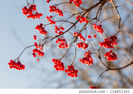 Bright red juicy viburnum in the autumn garden on the background of the blue sky Bright red juicy viburnum in the autumn garden on the background of the blue sky 118652161
