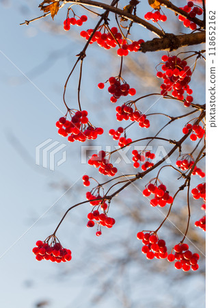 Bright red juicy viburnum in the autumn garden on the background of the blue sky 118652162