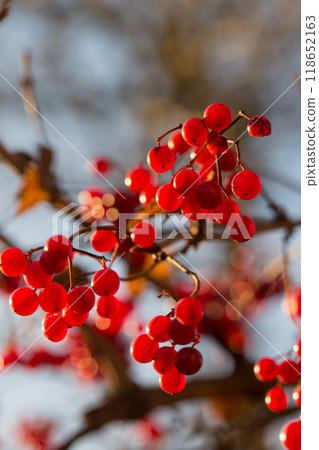 Bright red juicy ripe viburnum in the autumn garden on the background of the sky Bright red juicy ripe viburnum in the autumn garden on the background of the sky 118652163