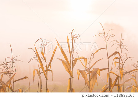Beautiful foggy sunny autumn morning in the countryside. Beautiful foggy sunny autumn morning in the countryside. 118652165