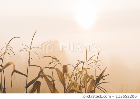 A corn plant on a background of fog 118652200