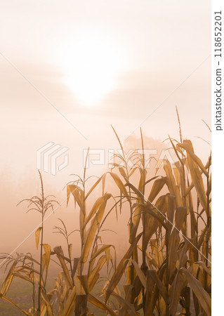 Beautiful foggy autumn morning in the countryside. A corn plant on a background of fog illuminated by the morning sun 118652201