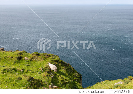 Sheep grazes near cliff edge with Atlantic Ocean below capturing solitude of Irish coastline Sheep grazes near cliff edge with Atlantic Ocean below capturing solitude of Irish coastline 118652256