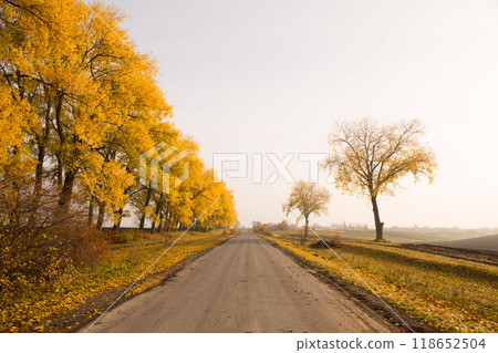 Huge yellow trees near a country road Huge yellow trees near a country road 118652504