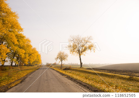 Huge yellow trees near the road in autumn Huge yellow trees near the road in autumn 118652505