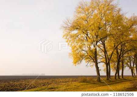 Yellowed trees near a field on a sunny foggy autumn morning Yellowed trees near a field on a sunny foggy autumn morning 118652506