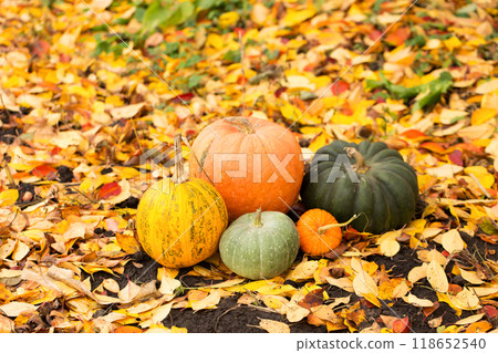 Still life of a group of different pumpkins of different sizes, colors and shapes on a bright autumn leaf Still life of a group of different pumpkins of different sizes, colors and shapes on a bright autumn leaf 118652540