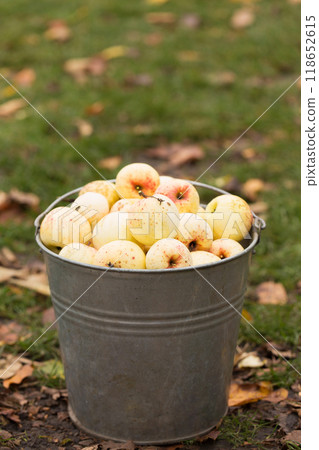 Vintage metal bucket full of organic ripe apples. Rural still life 118652615
