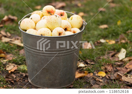 Vintage metal bucket full of home grown ripe apples. Rural still life 118652616
