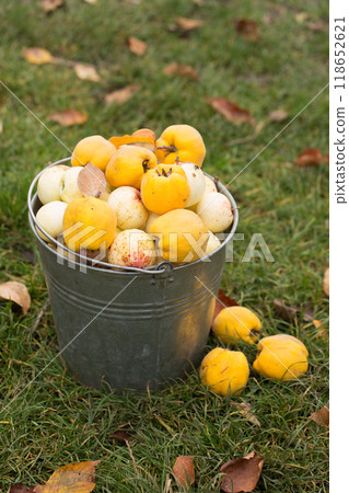 Vintage metal bucket full of home grown organic apples and quince. Rural still life 118652621