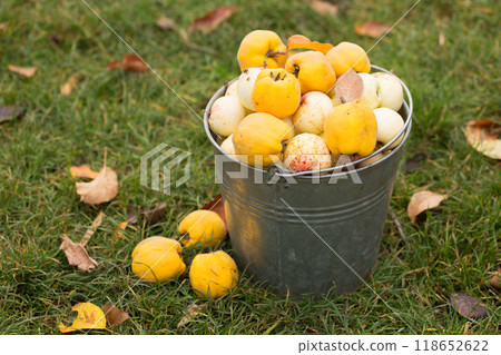 Vintage metal bucket full of home grown apples and quince. Rural still life 118652622