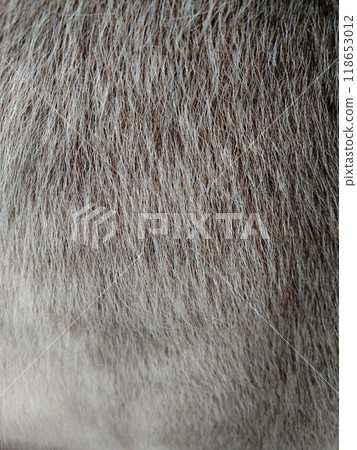 Fur background of animal grey white color vertical Fur background of animal grey white color vertical 118653012