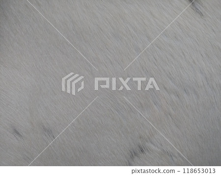 Fur background of animal white color horizontal Fur background of animal white color horizontal 118653013