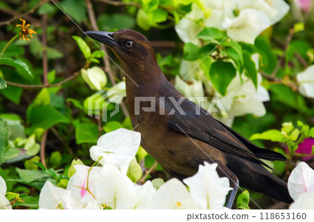 Female Great-tailed grackle perched on bougainvillea vines among white flowers and green foliage. 118653160