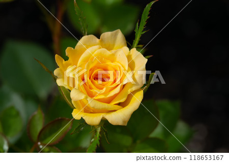 Cute little yellow rose is blooming on a branch of the bush in the garden in sun light. Cute little yellow rose is blooming on a branch of the bush in the garden in sun light. 118653167