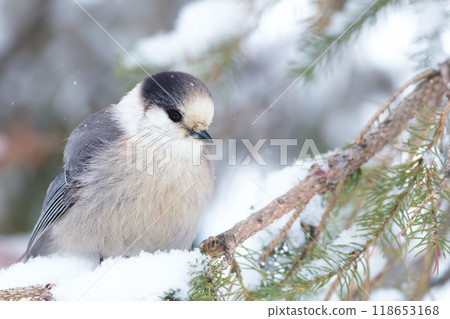 Cute Canada jay perched on the spruce branch in the park in winter, snow on trees. 118653168