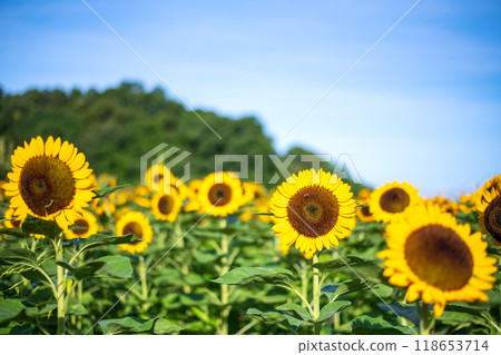 Sunflower field and blue sky in the early morning 118653714