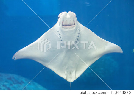 The ventral side of a ray The ventral side of a ray 118653820