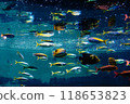 海中的寶石 118653823