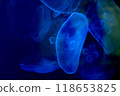 月水母依偎在一起 118653825