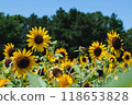 盛開的向日葵 118653828