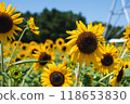 向日葵聚集 118653830