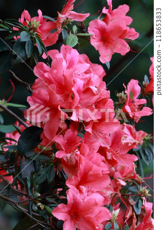 Blooming azalea flowers in the Yanbaru forest Blooming azalea flowers in the Yanbaru forest 118653833