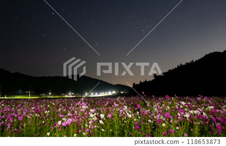 Cosmos illuminated by starlight Cosmos illuminated by starlight 118653873