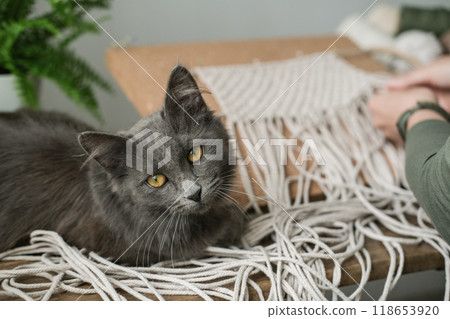 A cat sits on a table next to a woman weaving macrame A cat sits on a table next to a woman weaving macrame 118653920