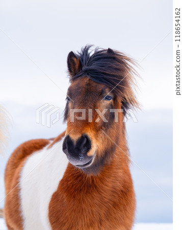 Horse in Iceland. Horse on the Westfjord in Iceland. Winter time. Horse in Iceland. Horse on the Westfjord in Iceland. Winter time. 118654162