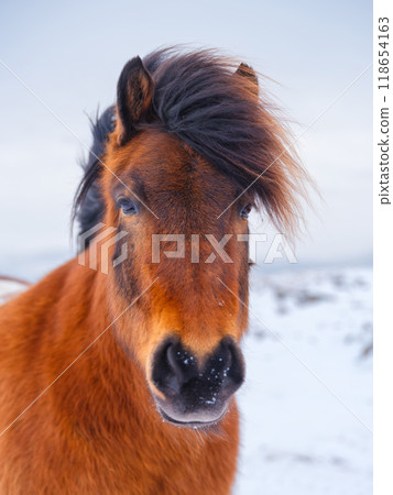 Horse in Iceland. Horse on the Westfjord in Iceland. Winter time. 118654163