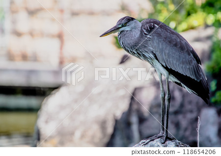 Sharp-eyed Grey Heron Standing on a Rock 118654206