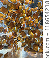一群小丑anemonefish 118654218