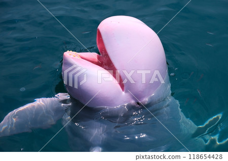 和歌山縣太極鯨博物館領航鯨 118654428