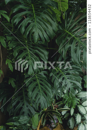 Dark tropical leaves, dark leaves background, leaves in coffee shop Dark tropical leaves, dark leaves background, leaves in coffee shop 118654432