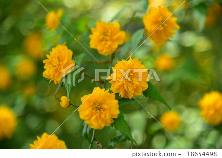 Yellow flower, double-flowered Yamabuki 118654498