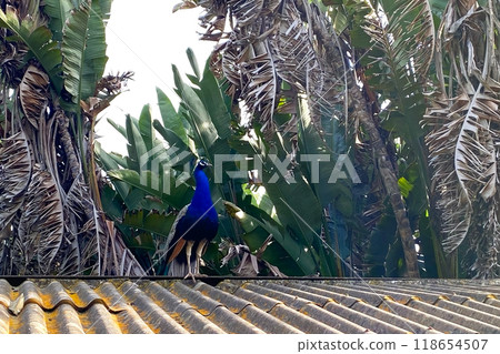 Peacock with blue and green plumage in the park. Colorful peacock in a city park 118654507