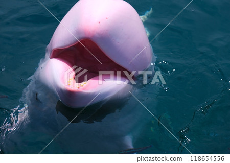 和歌山縣太極鯨博物館領航鯨 118654556