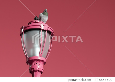 Pigeon in the park, close-up, selective focus Pigeon in the park, close-up, selective focus 118654590