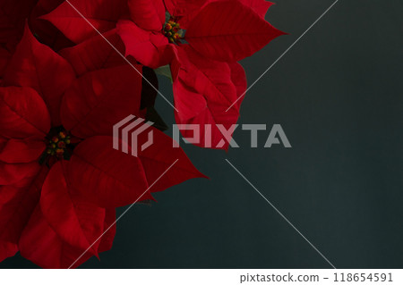 Red poinsettia Christmas flower 118654591