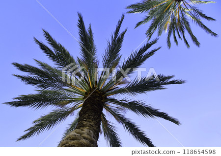 Palm Tree Leaves Against The Sky, Juicy Tropical Background Palm Tree Leaves Against The Sky, Juicy Tropical Background 118654598