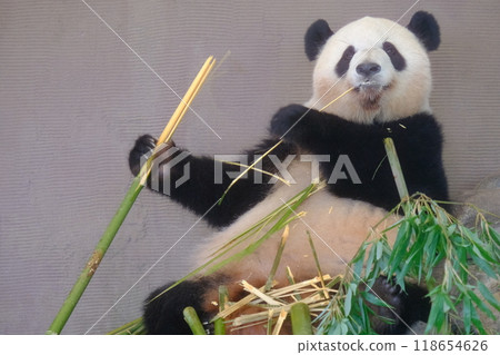 Adventure World Panda Adventure World Panda 118654626