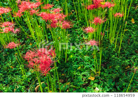 cluster spider lilies growing in clusters 118654959
