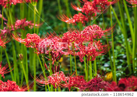 cluster spider lilies growing in clusters 118654962