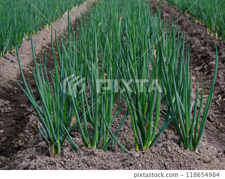 Kujo green onions from the fields of Kyoto Kujo green onions from the fields of Kyoto 118654984