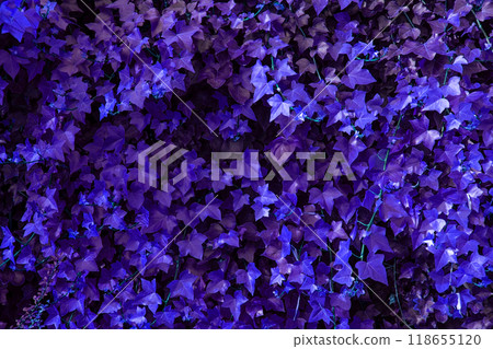 Colorful Leaves Texture, Unusual Floral Background 118655120