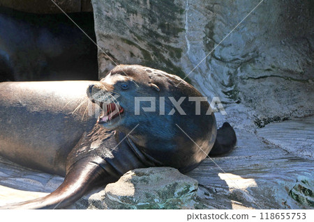 California sea lion 118655753