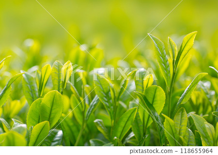 New tea New tea 118655964