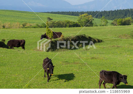 久住高原的文戈牛肉 118655969